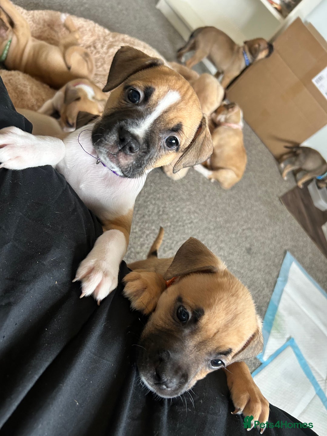 American Bull Staffy dogs for sale: American Bull Staffs - Image 5