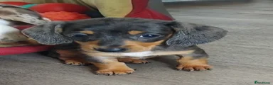 Miniature Dachshund 3