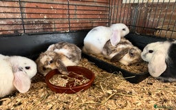 Mini Lop rabbits for sale: Mini Lop Baby Boys - Image 4