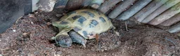 Tortoise reptiles for sale: Sheldon – Russian/Horsfield's Tortoise - Advert 3