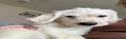 Labradoodle dogs for sale: Stunning Labradoodle puppies - Advert 4