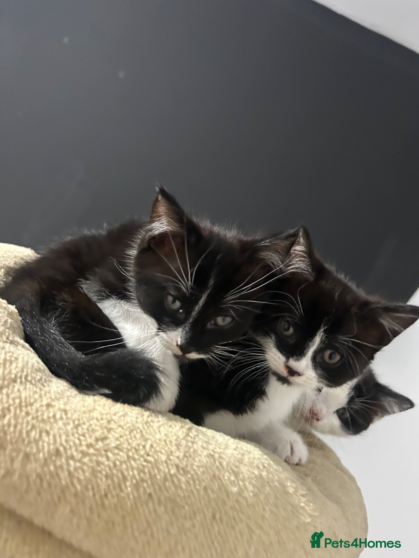 Domestic Shorthair cats Black & White Kittens - Advert 13