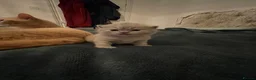 British Shorthair cats for sale: Beautiful Quality Chunky BSH Kittens  - Advert 9