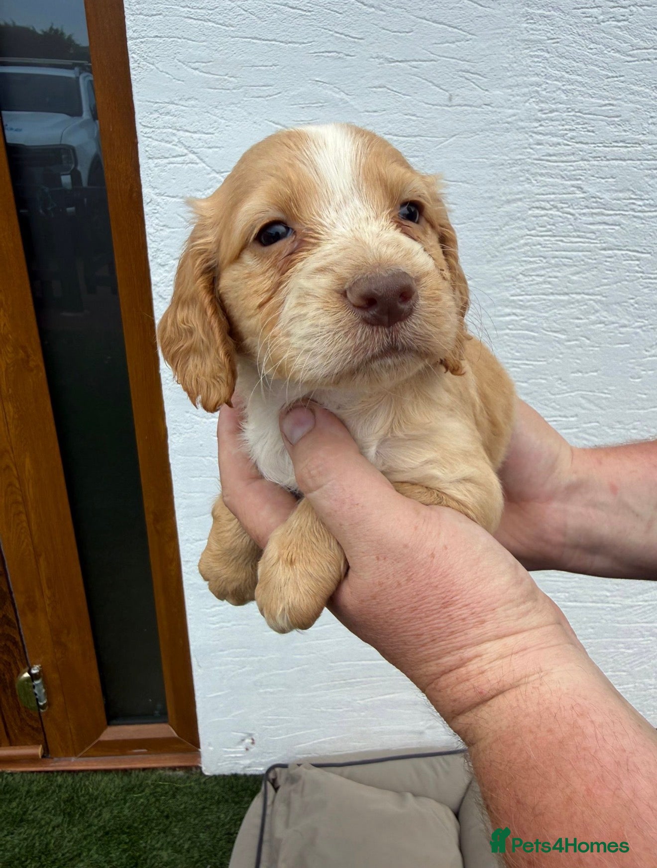 Cocker Spaniel dogs Gold cocker spaniel puppys - Advert 1