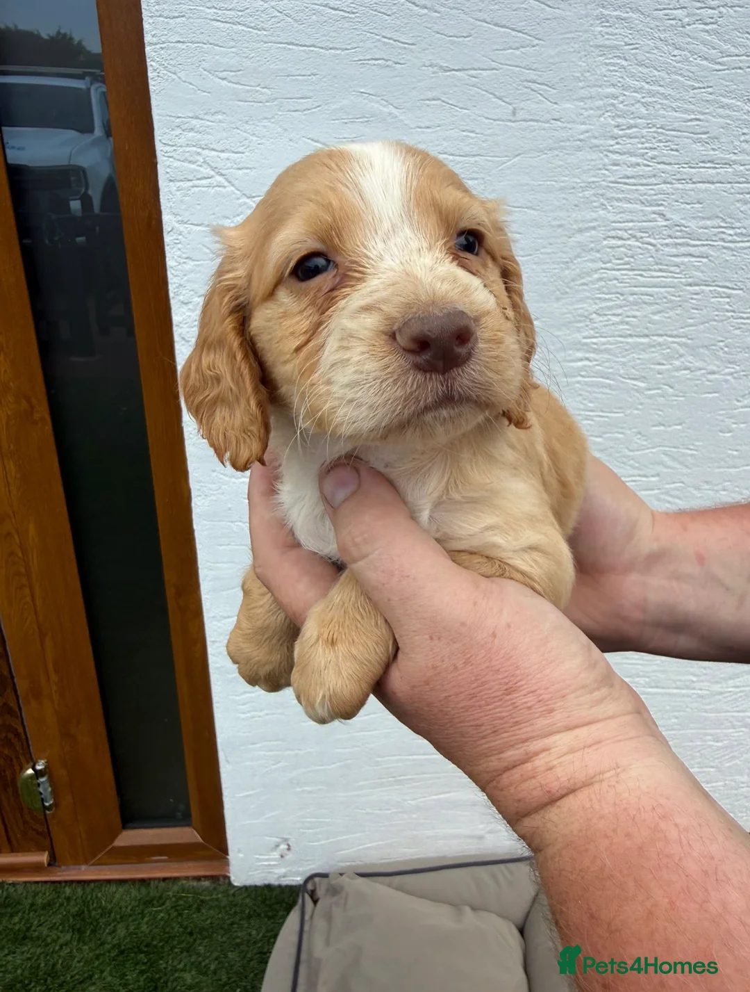 Cocker Spaniel dogs for sale: Gold cocker spaniel puppys in Gloucester - Advert 1