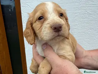 Cocker Spaniel dogs Gold cocker spaniel puppys - Advert 10