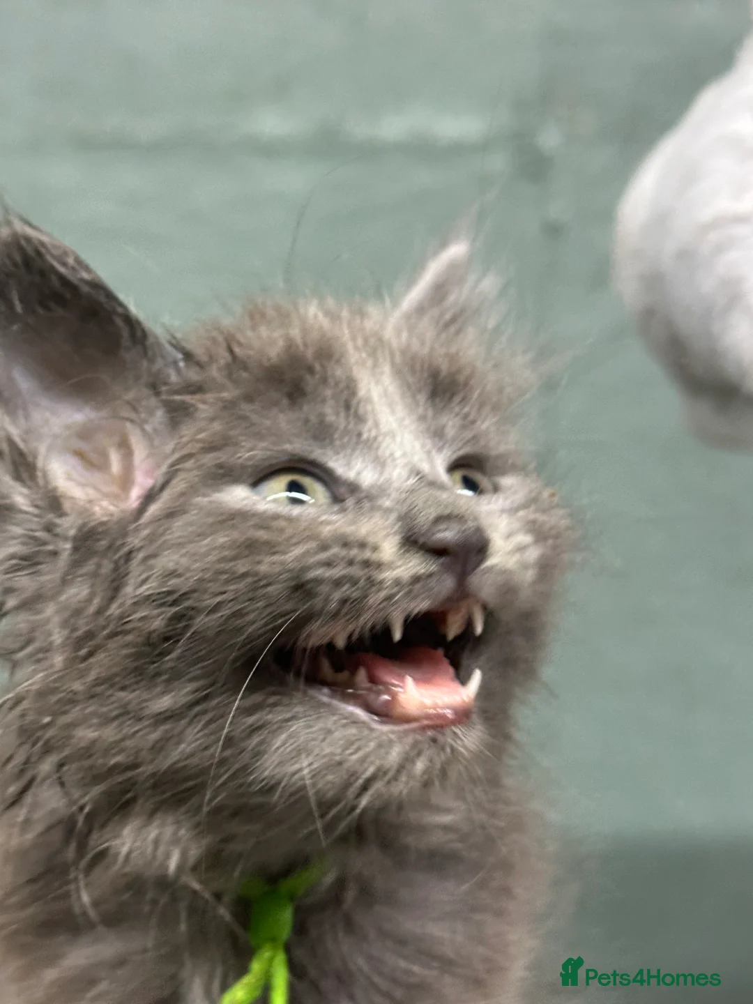 Maine Coon cats for sale: Mainecoons  - Advert 6