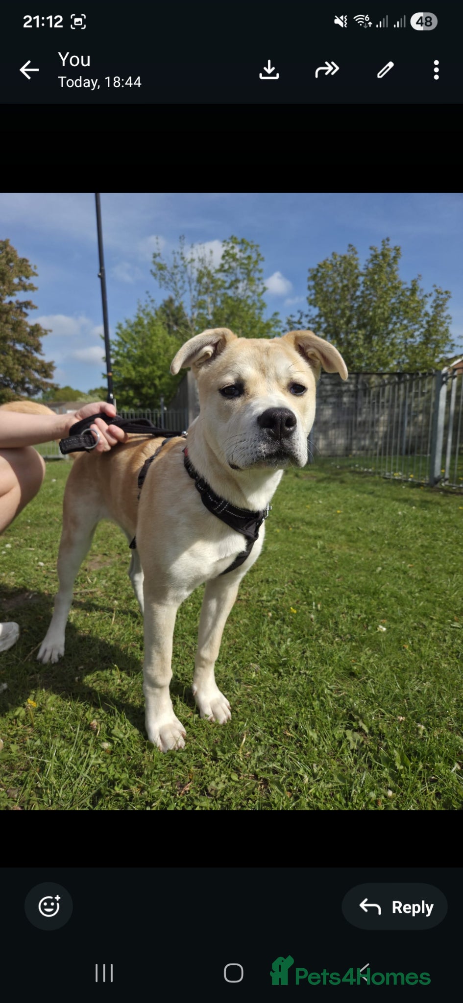 Mixed Breed dogs 6 month Akita for sale - Advert 14