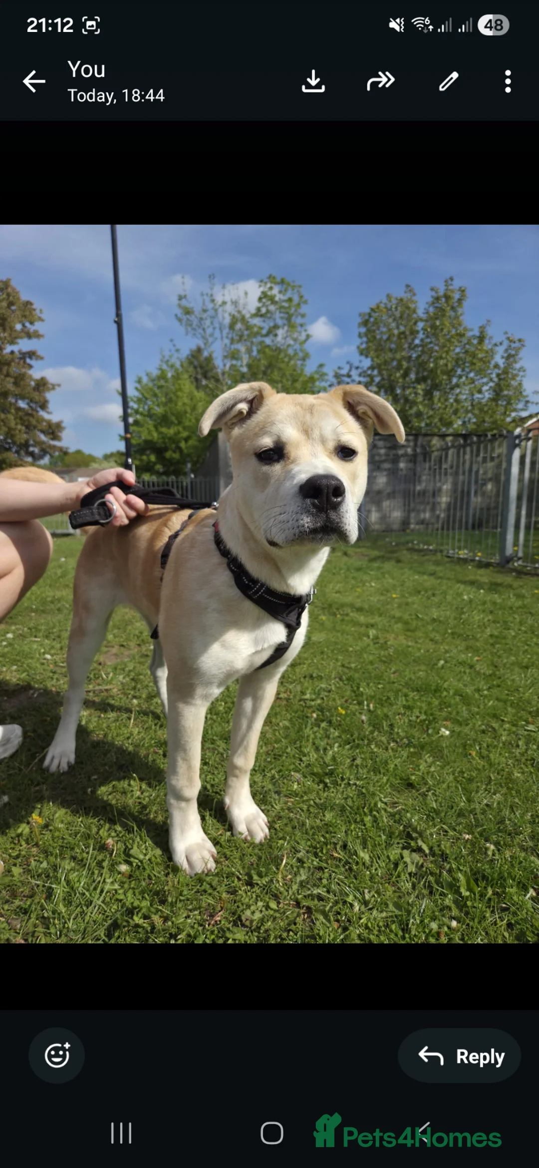 Mixed Breed dogs for sale: Mixed Akita for sale in York - Advert 3