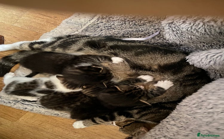 Mixed Breed cats - Advert 1