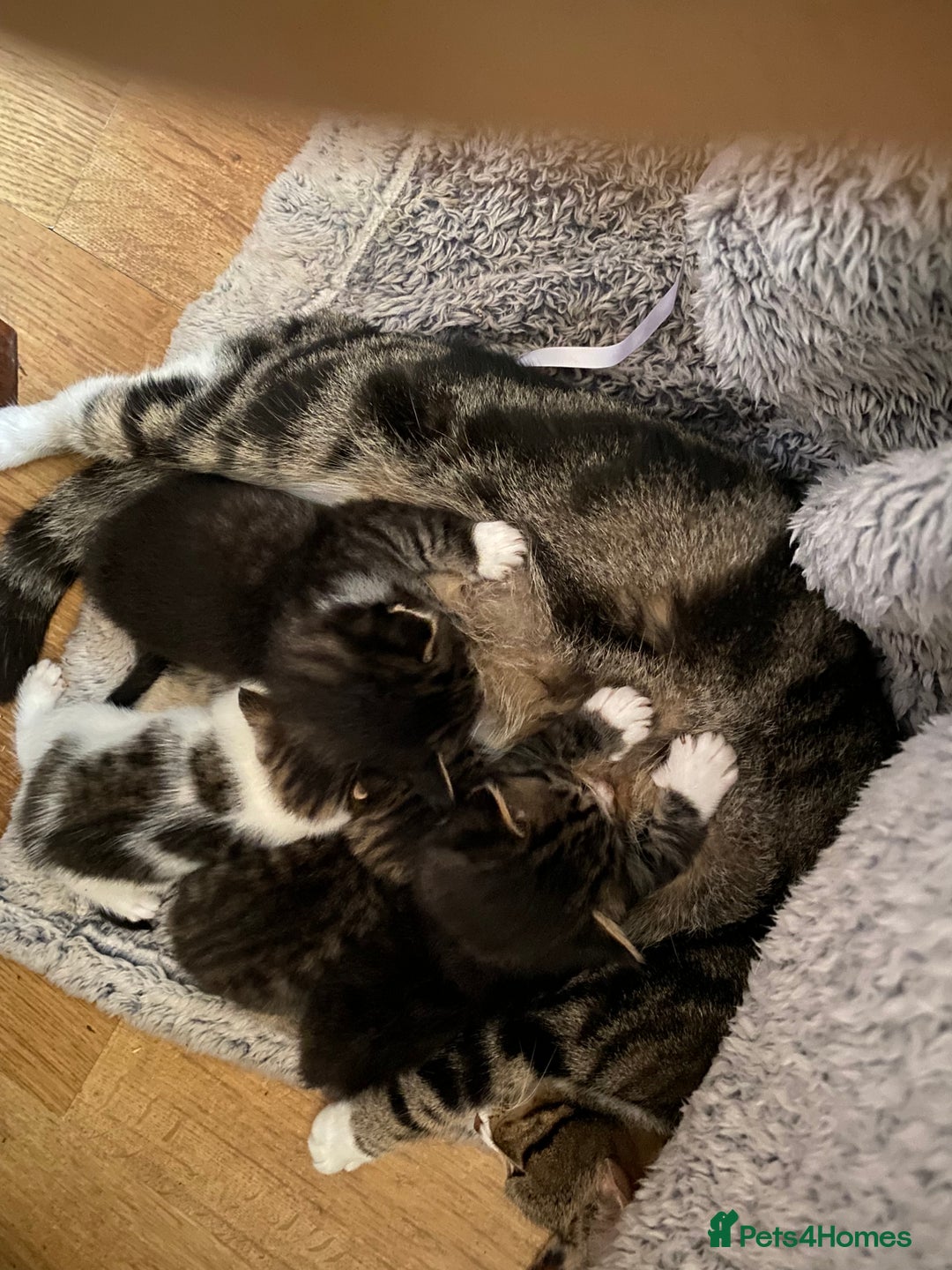 Mixed Breed cats for sale: 4 kittens available mixed breed  - Image 1