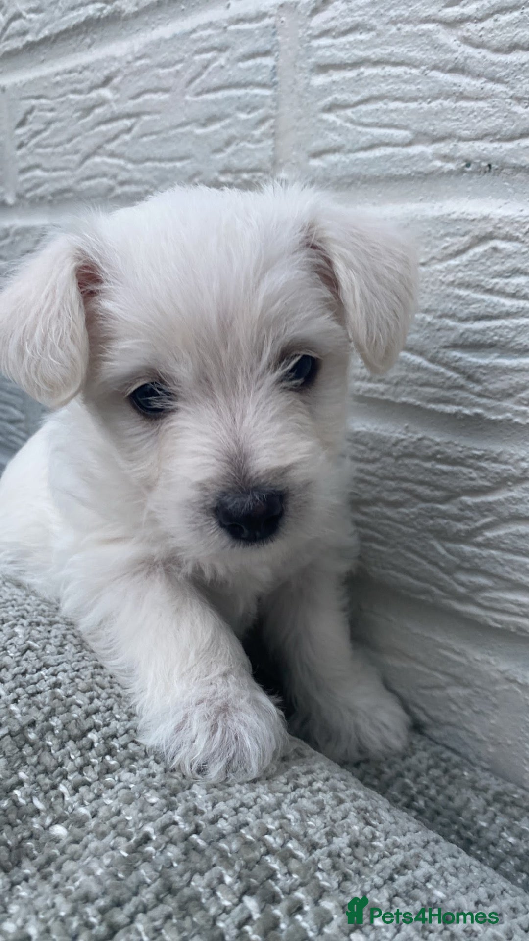 Mixed Breed dogs for sale: Lovely West Highland Doxie Puppies 1 remaining! - Advert 1