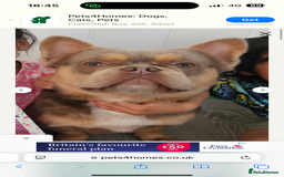 French Bulldog dogs for stud: Fluffy French bulldog (lion Maine) - Image 5