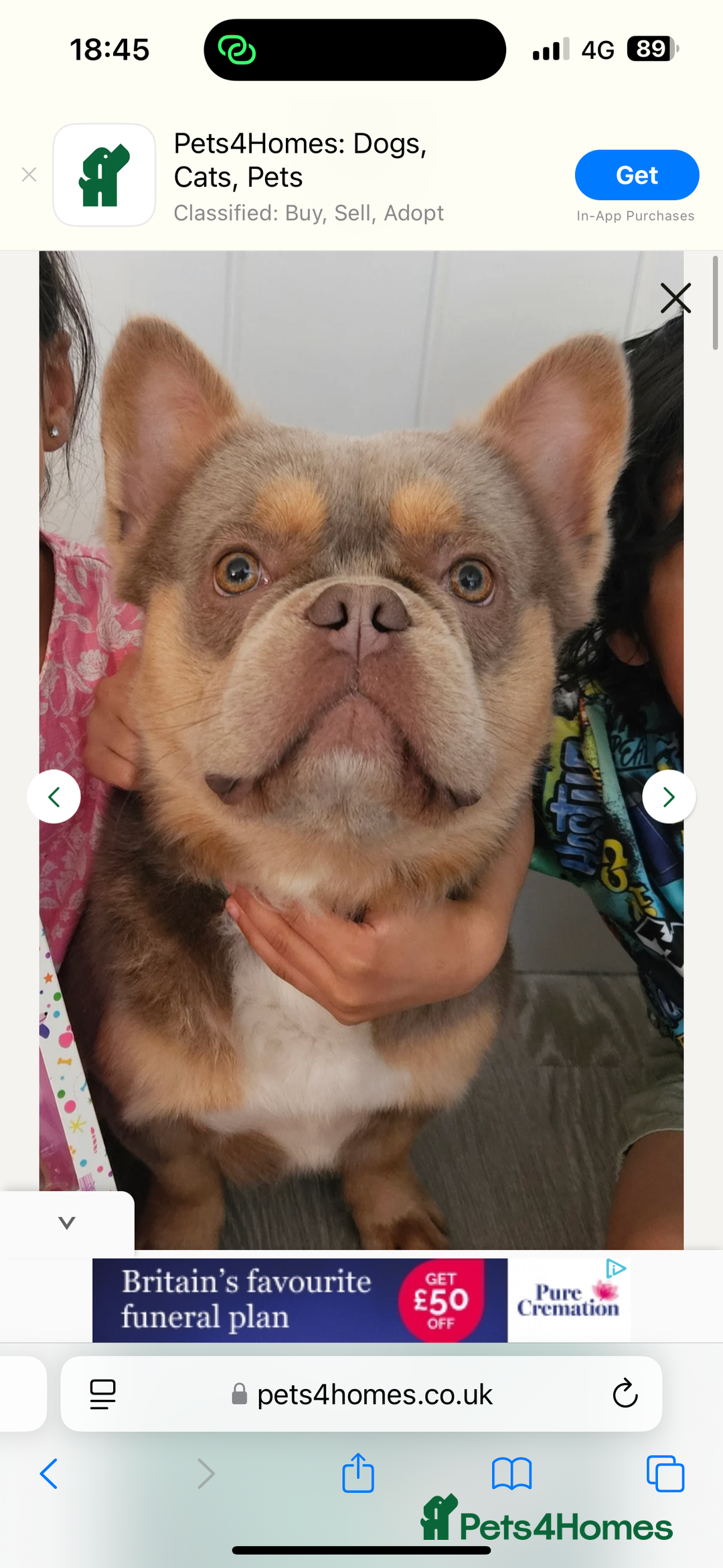 French Bulldog dogs for stud: Fluffy French bulldog (lion Maine) - Image 5