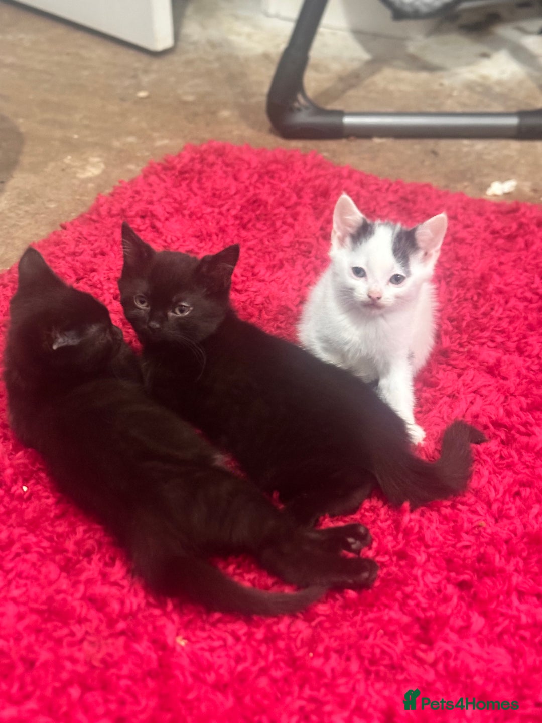 Domestic Shorthair cats for sale: Kittens looking for a loving home  - Advert 2