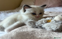 Ragdoll cats for sale: 🎀Beautiful Ragdoll kittens (TICA reg)🎀 - Image 25