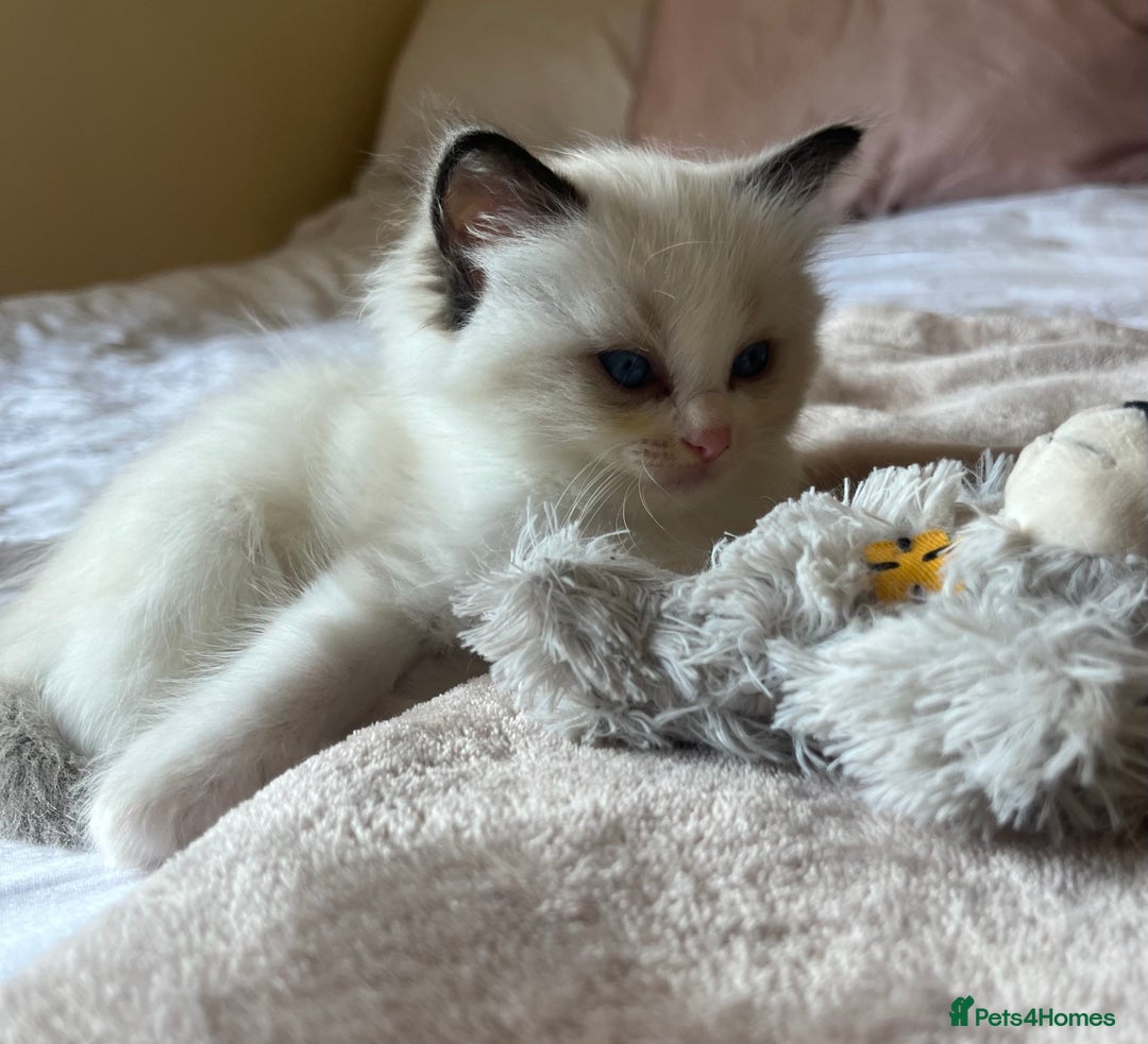 Ragdoll cats for sale: 🎀Beautiful Ragdoll kittens (TICA reg)🎀 - Image 25