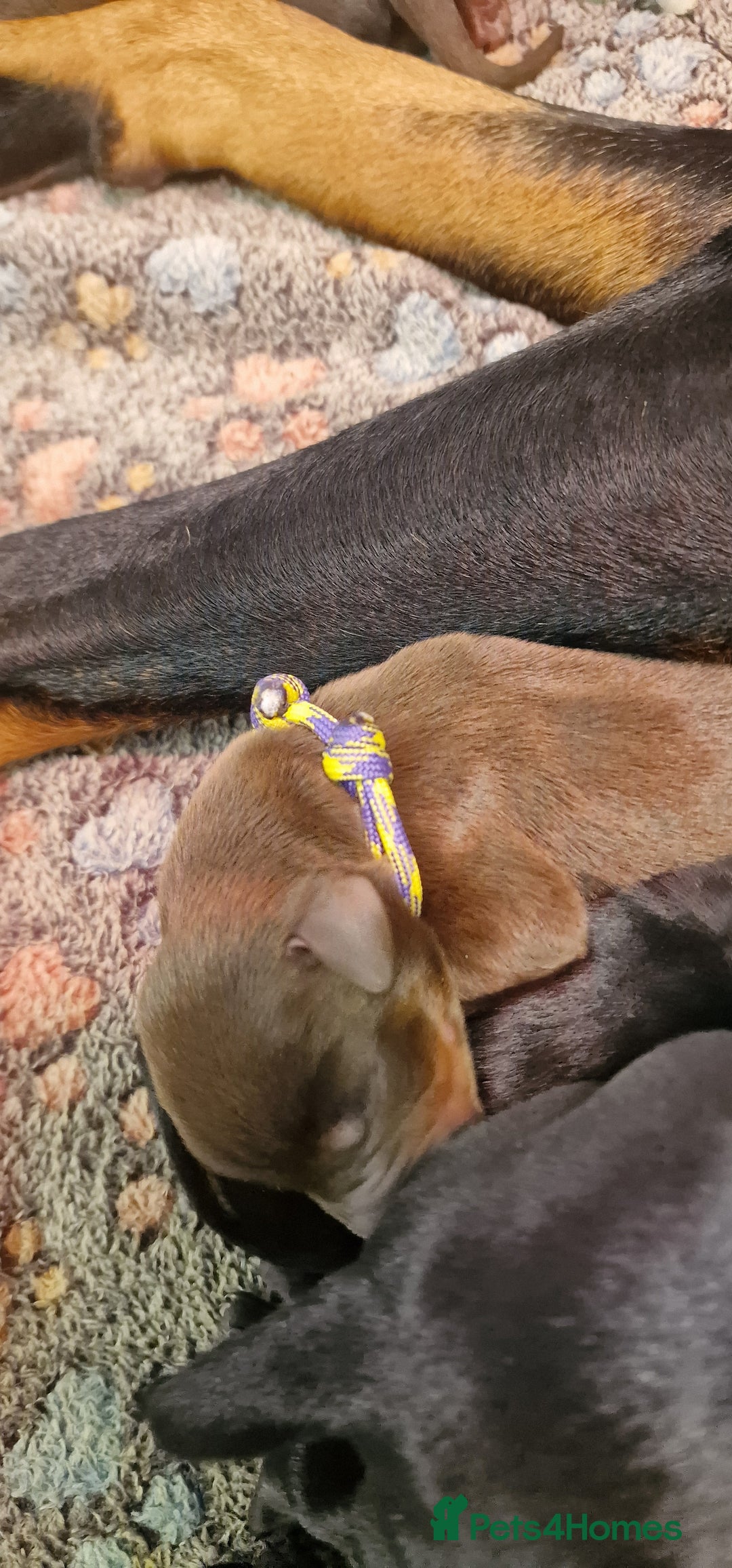 Dobermann dogs for sale: Top line doberman puppies - Image 37