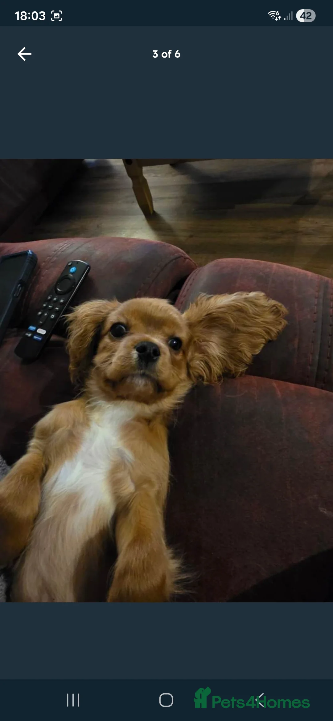 Cavalier King Charles Spaniel dogs for sale: KC registered Cavalier King Charles Spaniel  - Advert 4