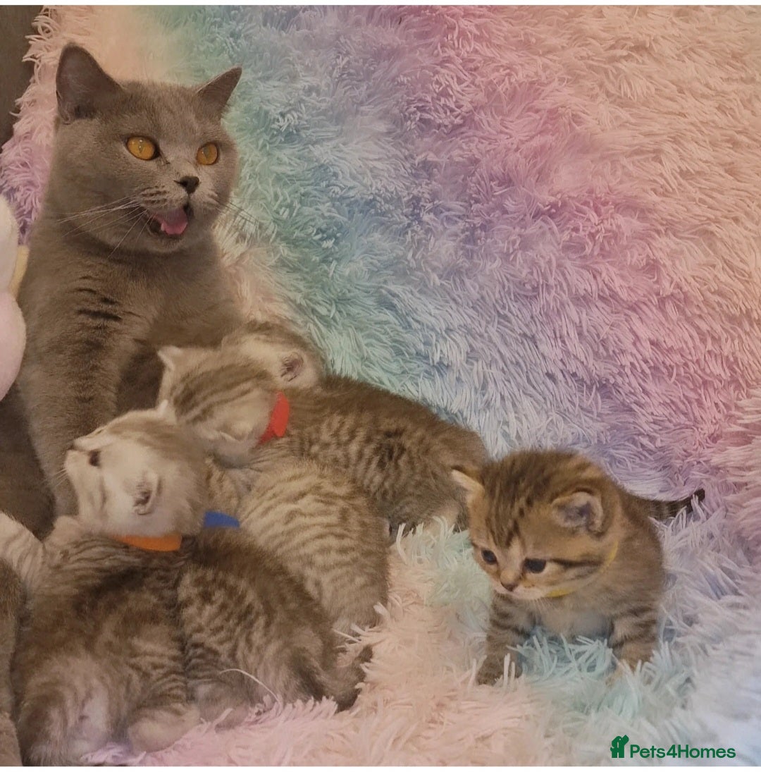 British Shorthair cats for sale: 🩵💙💜Amasing British Shorthair Kittens🧡💚💙 - Advert 16