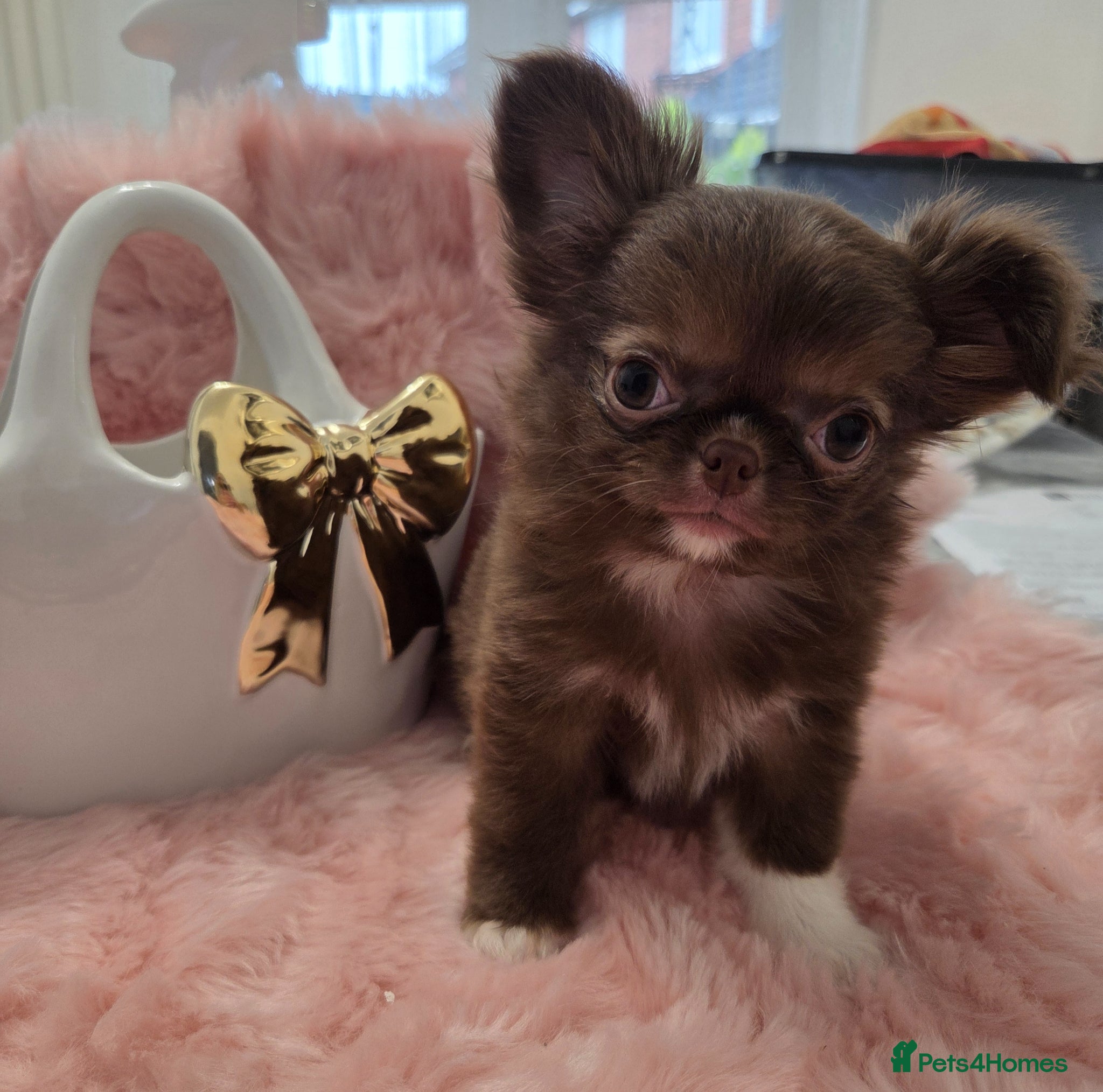 Chihuahua dogs Quality Thai blood line puppys - Advert 2