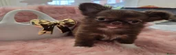 Chihuahua dogs for sale: Quality Thai blood line puppys - Advert 4