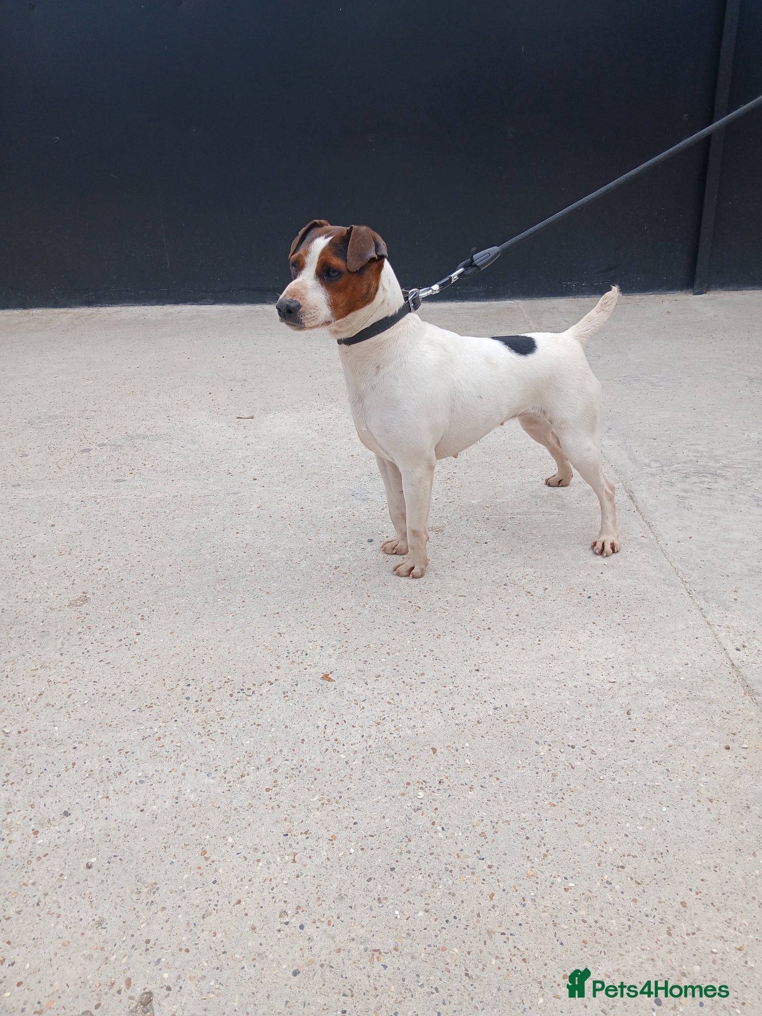 Jack Russell dogs JACK RUSSELL FEMALE NEEDS NEW HOME - Advert 10