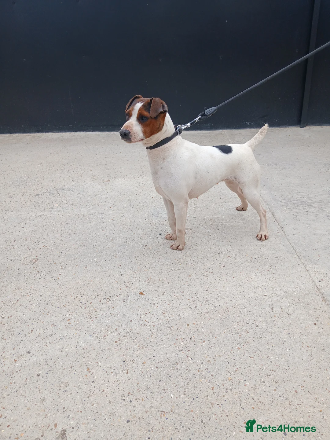 Jack Russell dogs for sale: JACK RUSSELL FEMALE NEEDS NEW HOME - Advert 1