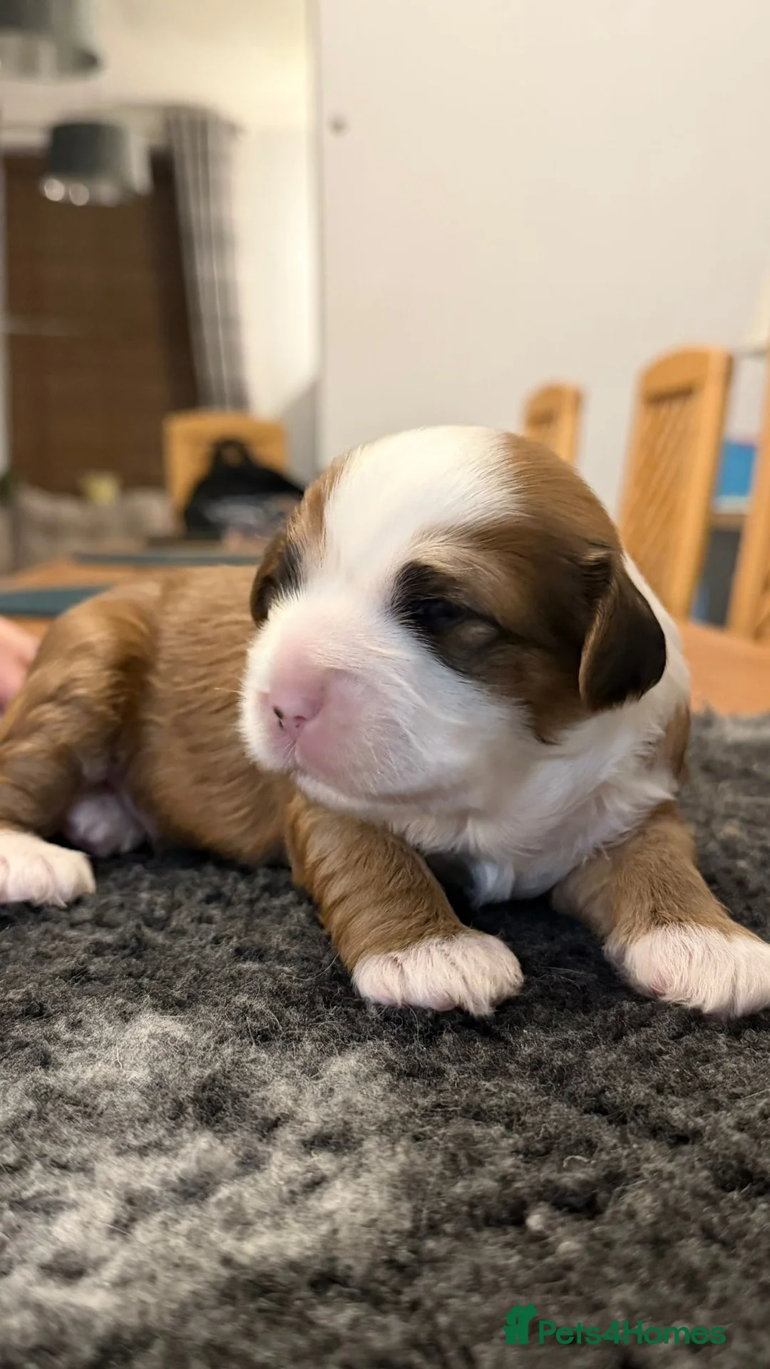 Tibetan Terrier dogs for sale: Kennel club registered Tibetan terrier puppies  - Advert 15