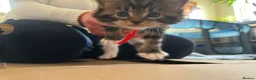 Maine Coon cats for sale: Fluffy picture perfect Maine Coon kittens in Tarporley - Advert 31