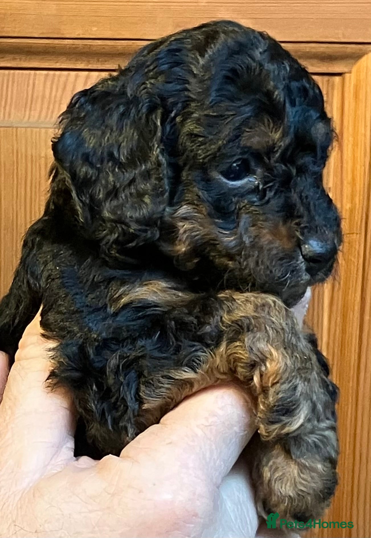 Miniature Poodle dogs MINIATURE POODLE PUPPIES x5 chocolate & apricot - Advert 6