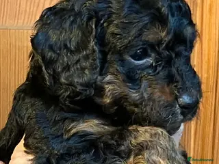 Miniature Poodle dogs MINIATURE POODLE PUPPIES x5 chocolate & apricot - Advert 6