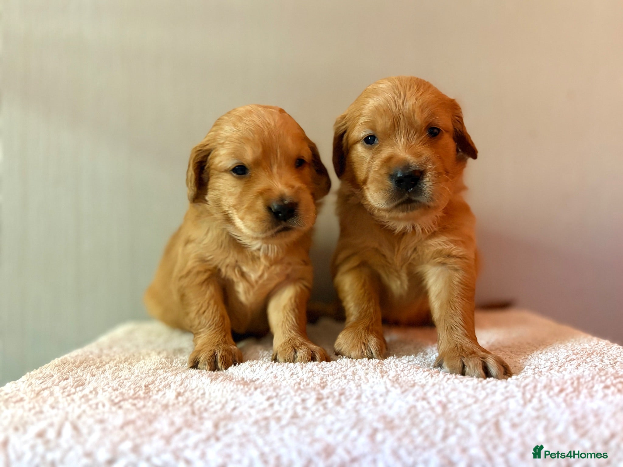 Golden Retriever dogs Fox Red, KC,  Extensively Health Tested Pups - Advert 1