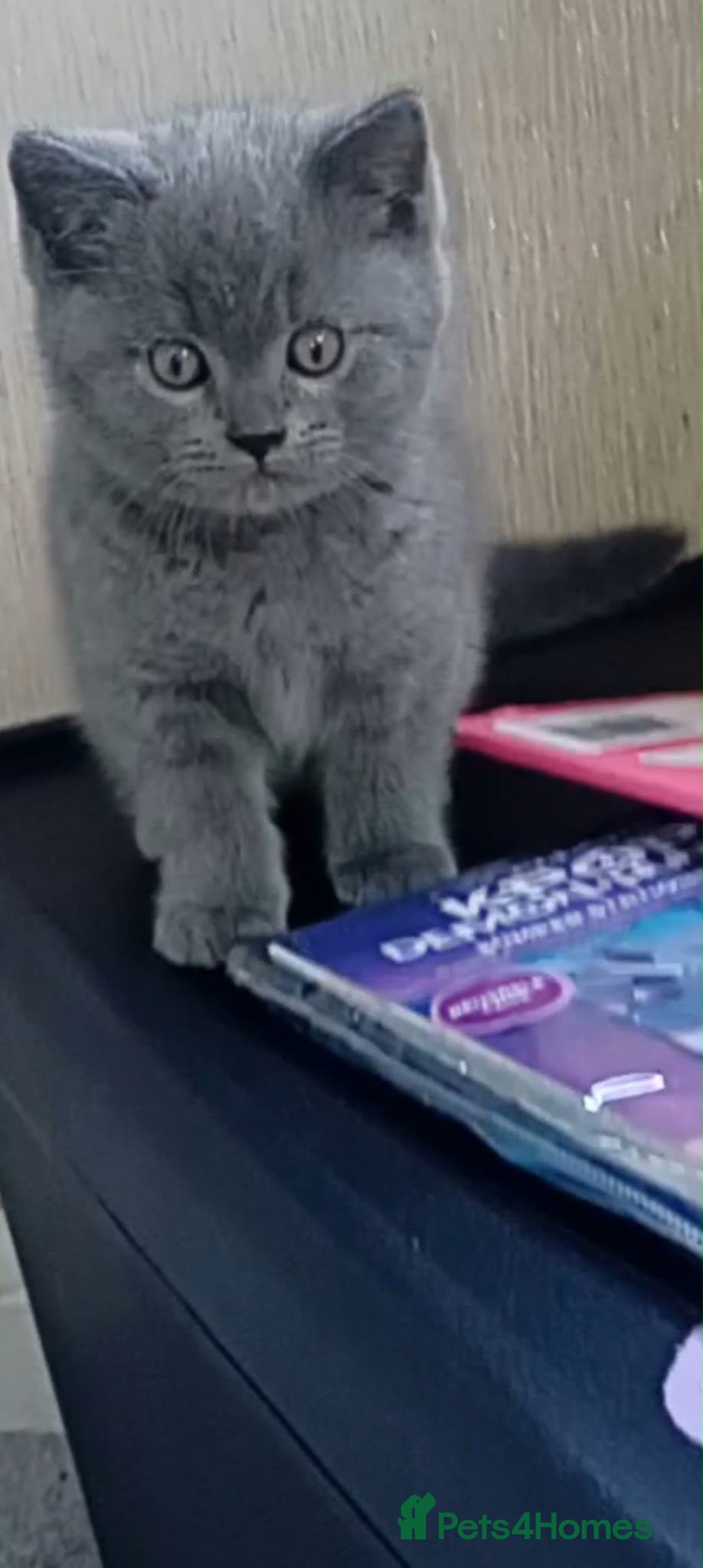 British Shorthair cats 1 gorgeous British short hair kitten - Advert 2