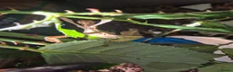 Stick Insects invertebrates for sale: Colony of Macleay's spectres - Advert 10