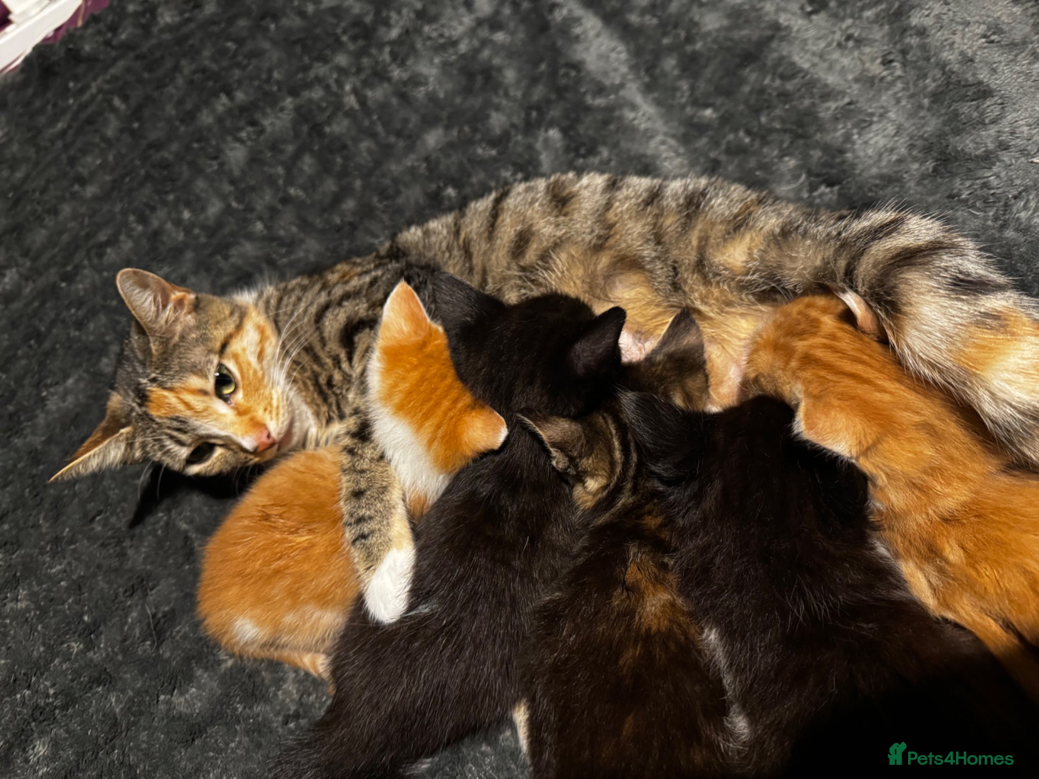 Mixed Breed cats Tigers angels - Advert 1