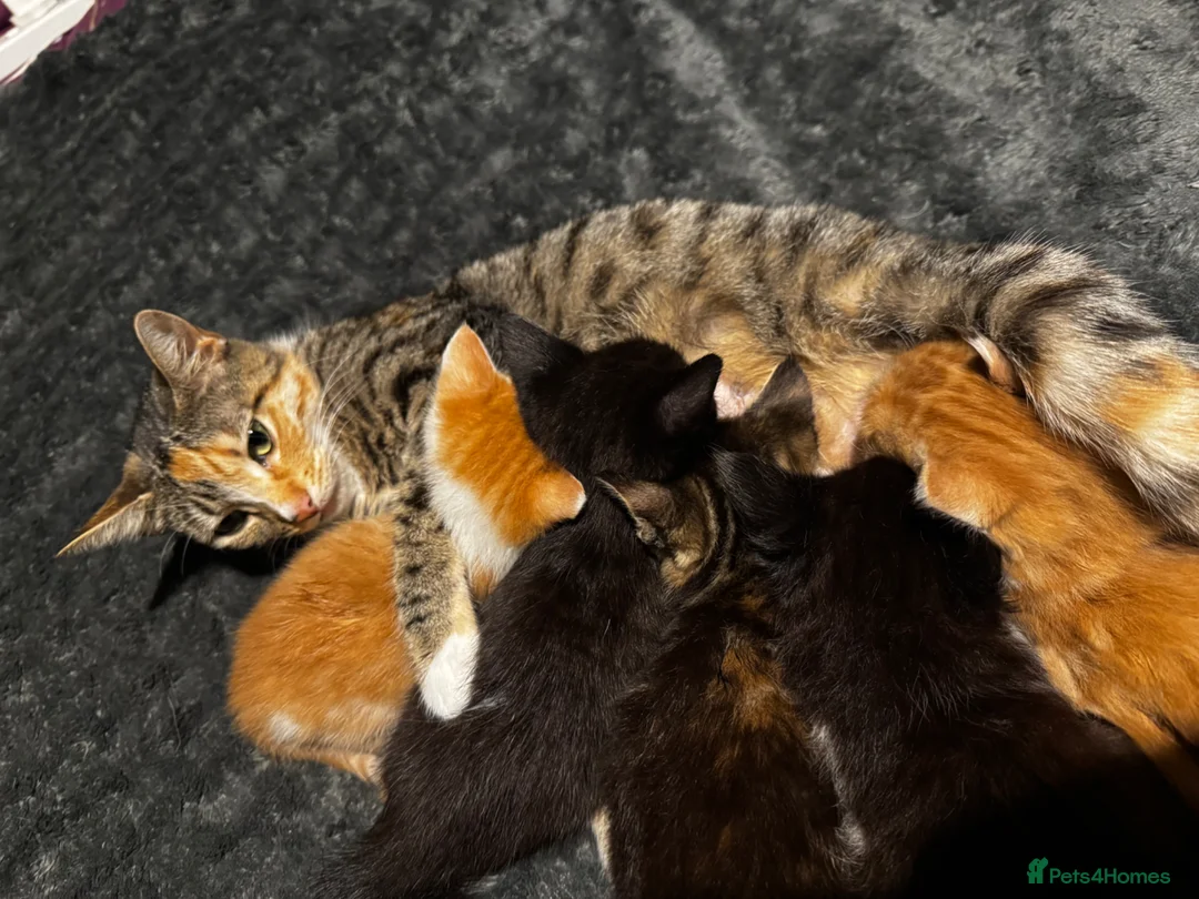 Mixed Breed cats for sale: Tigers angels - Advert 1