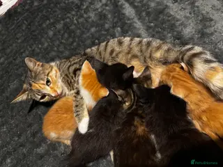 Mixed Breed cats Tigers angels - Advert 1