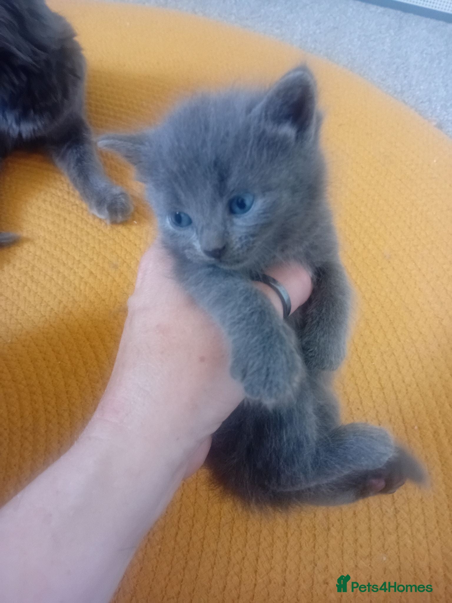 Russian Blue cats All female Russian blue mix with Scottish fold  - Advert 4