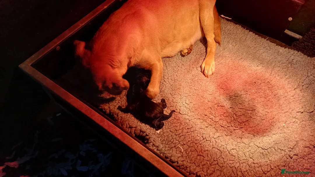 Labrador Retriever dogs for sale: QUALITY BLACK LABRADOR PUPPIES  - Advert 1