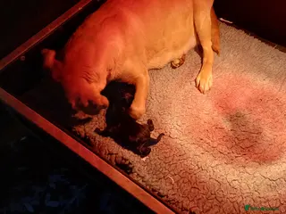 Labrador Retriever dogs QUALITY BLACK LABRADOR PUPPIES - Advert 1