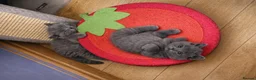 British Shorthair cats for sale: *Ready to leave in 1 week* Blue BSH GCCF Kittens  - Advert 1
