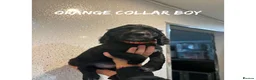 Cocker Spaniel dogs for sale: Working cocker spaniel puppies  - Advert 1