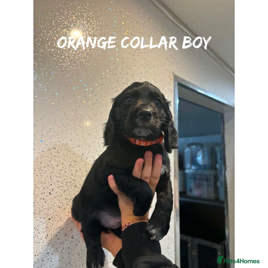 Cocker Spaniel dogs for sale: Working cocker spaniel puppies  - Advert 1