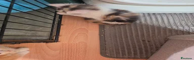 Maine Coon 6