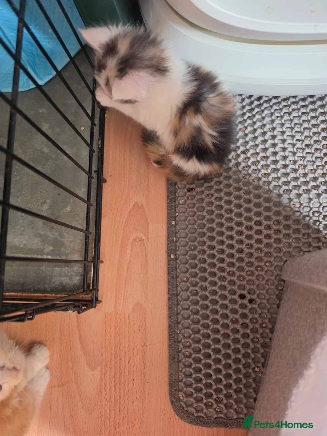 Maine Coon cats for sale: TICA REGISTERED STUNNING KITTENS  - Advert 2