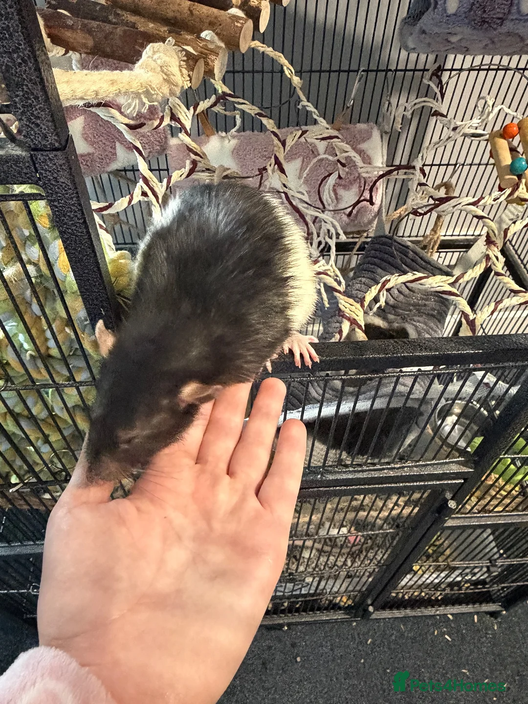 Rat rodents for sale: 2 male rats for sale  in Leeds - Advert 11