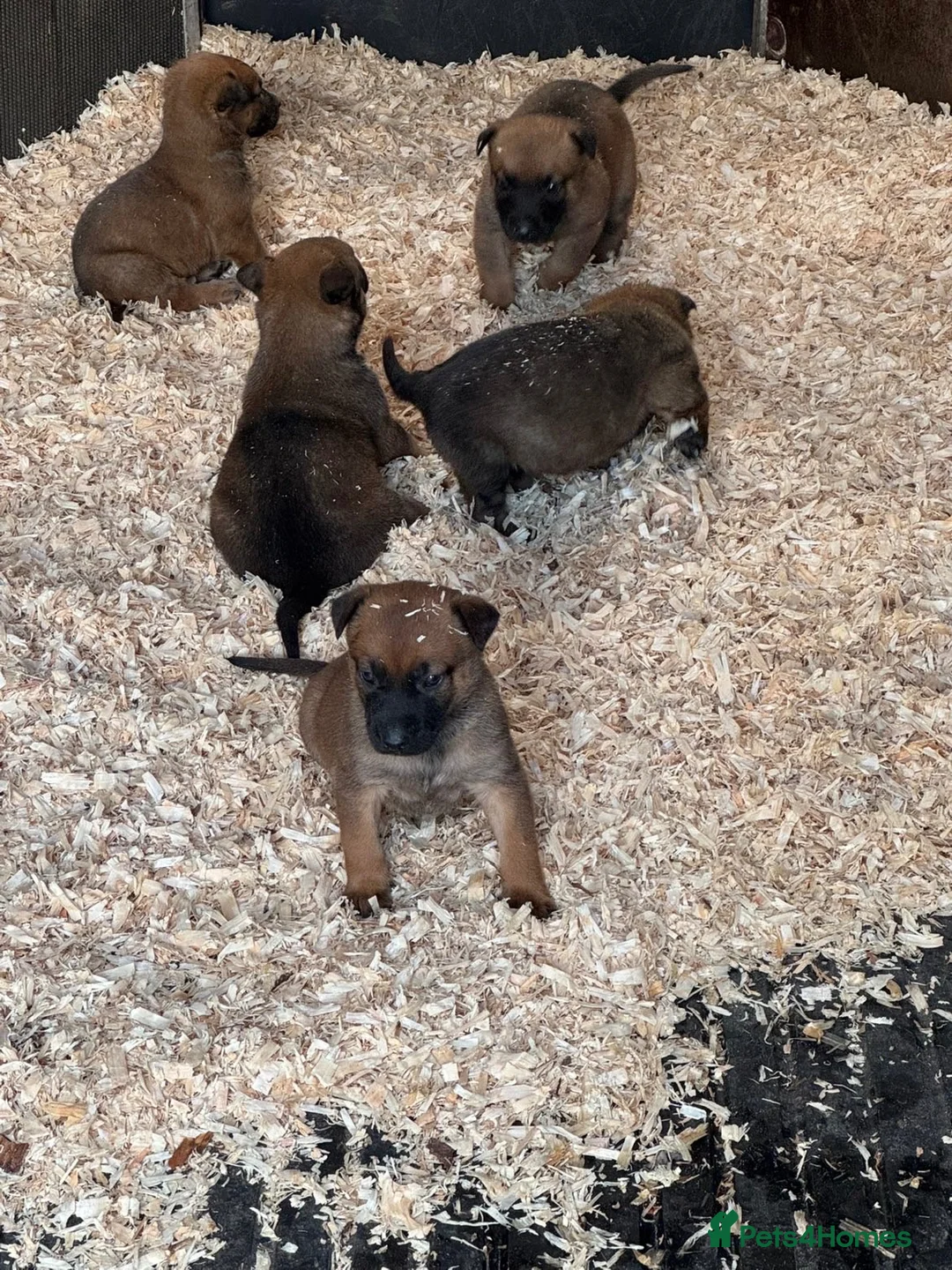 Belgian Shepherd Dog dogs for sale: belgium malouis - Advert 2