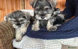 Miniature Schnauzer dogs for sale: Ready Now! miniature schnauzer puppies  - Image 5