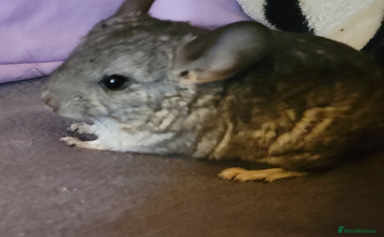 Chinchilla rodents - Advert 2